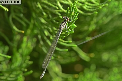 Agrion jouvencelle
