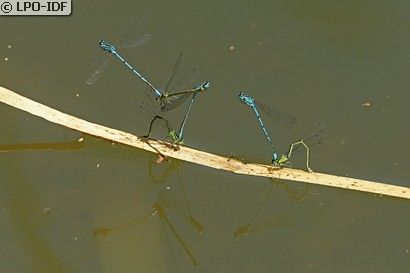 Agrion jouvencelle
