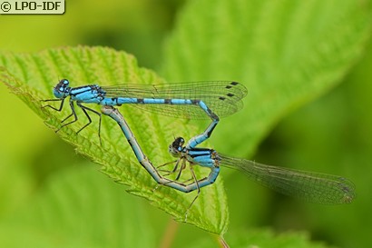 Agrion porte-coupe