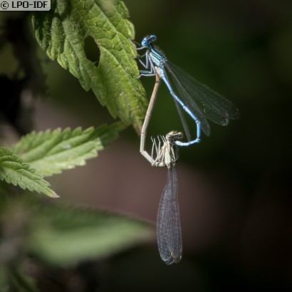 Agrion à larges pattes