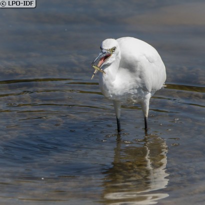 Aigrette garzette
