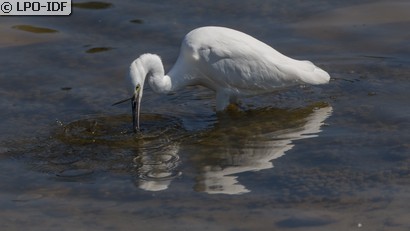 Aigrette garzette