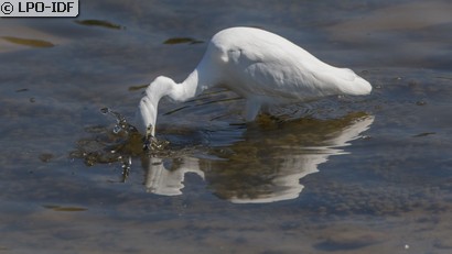 Aigrette garzette