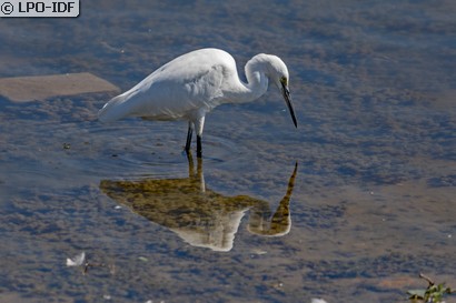 Aigrette garzette