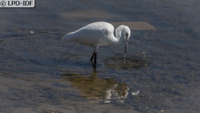 Aigrette garzette