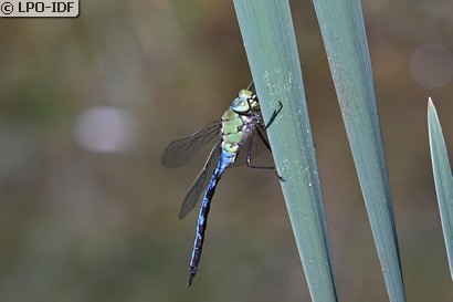 Anax empereur