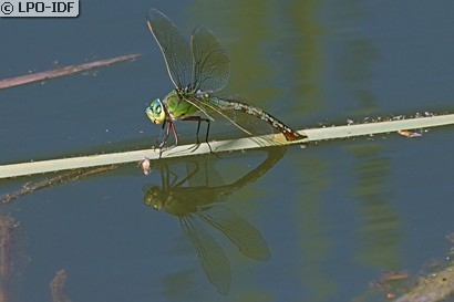 Anax empereur
