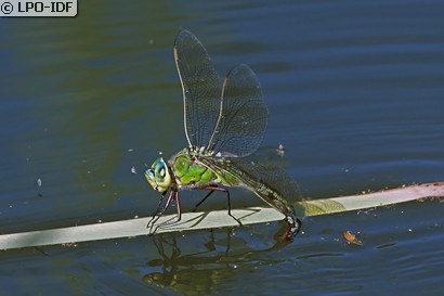 Anax empereur