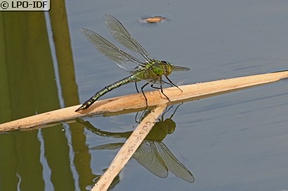 Anax empereur