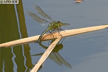 Anax empereur