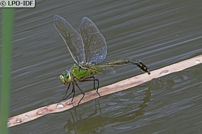 Anax empereur