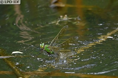 Anax empereur