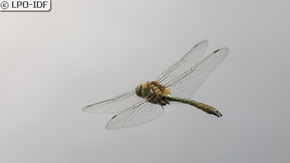 Cordulie bronzée