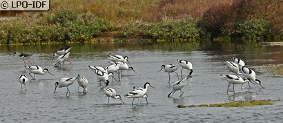 Avocette élégante