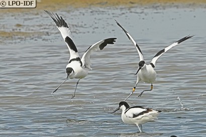 Avocette élégante