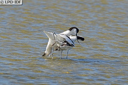 Avocette élégante