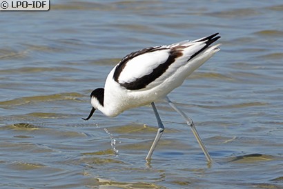 Avocette élégante