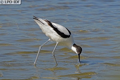 Avocette élégante