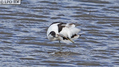 Avocette élégante