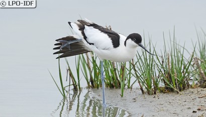 Avocette élégante