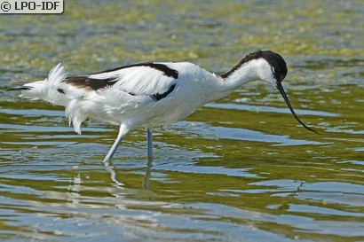 Avocette élégante