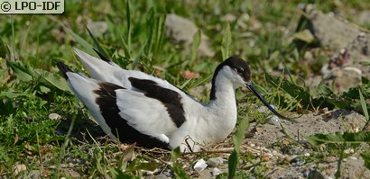 Avocette élégante