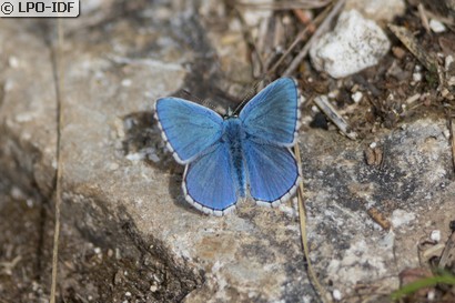 Azuré bleu céleste