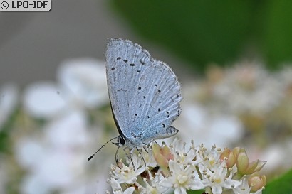 Azuré des nerpruns