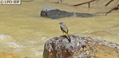 Bergeronnette des ruisseaux