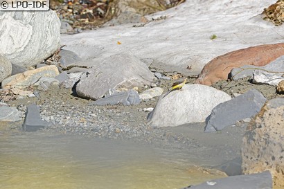 Bergeronnette des ruisseaux