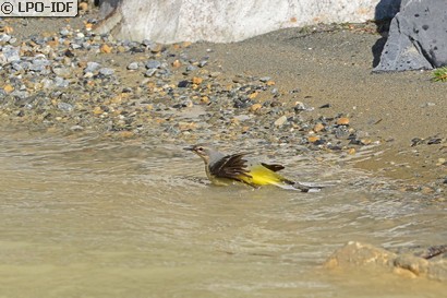 Bergeronnette des ruisseaux