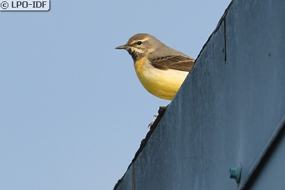 Bergeronnette des ruisseaux