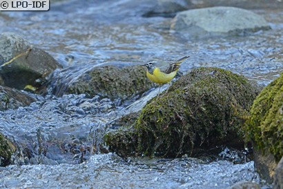 Bergeronnette des ruisseaux
