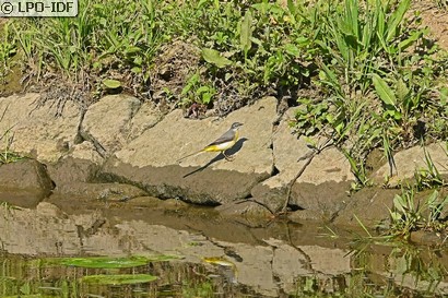 Bergeronnette des ruisseaux