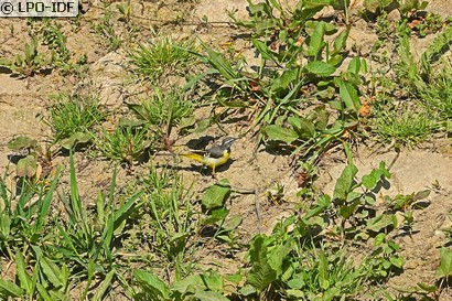Bergeronnette des ruisseaux