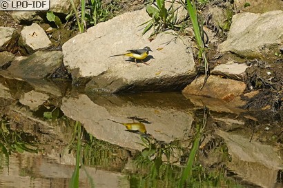 Bergeronnette des ruisseaux