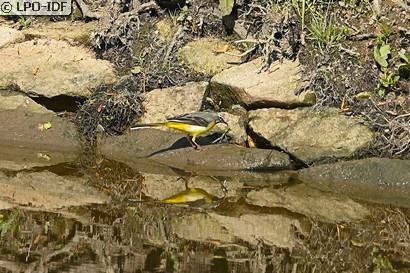 Bergeronnette des ruisseaux