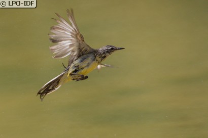 Bergeronnette des ruisseaux