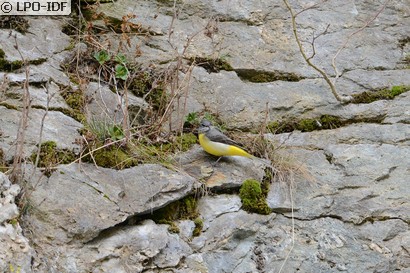 Bergeronnette des ruisseaux