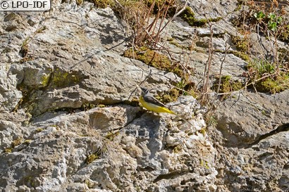 Bergeronnette des ruisseaux