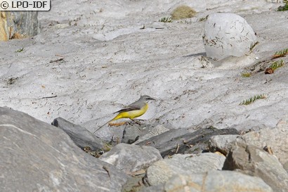 Bergeronnette des ruisseaux