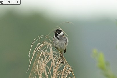 Bruant des roseaux