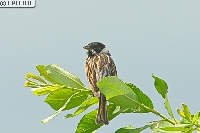 Bruant des roseaux