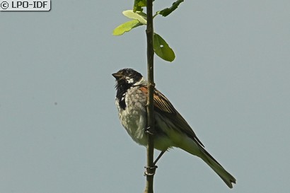 Bruant des roseaux