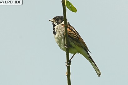 Bruant des roseaux