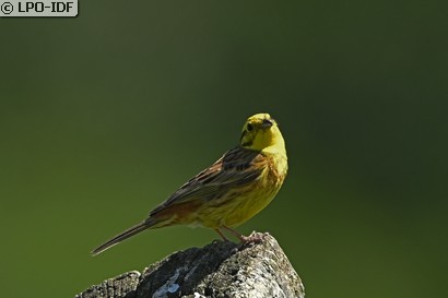 Bruant jaune