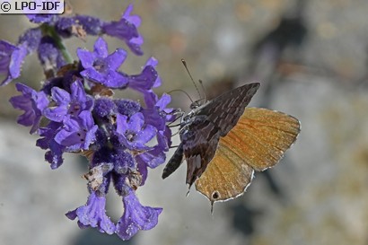 Brun des pélargoniums