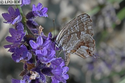 Brun des pélargoniums