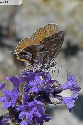 Brun des pélargoniums