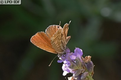 Brun des pélargoniums